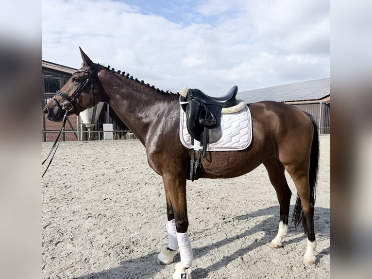 Caballo de deporte alemán Yegua 4 años 172 cm Castaño in Rochau