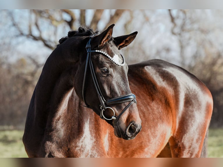 Caballo de deporte alemán Yegua 4 años 172 cm Castaño oscuro in Riedstadt