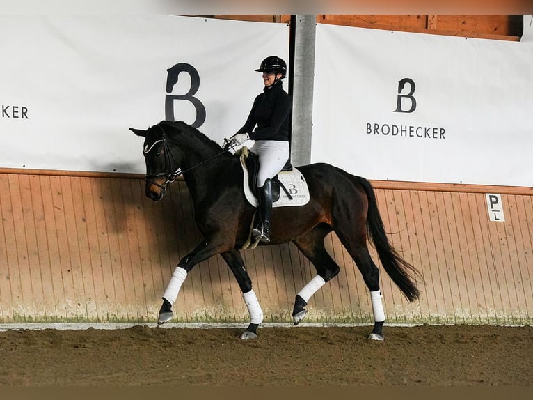 Caballo de deporte alemán Yegua 4 años 172 cm Castaño oscuro in Riedstadt