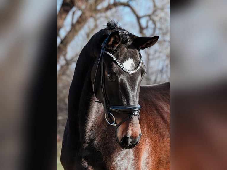 Caballo de deporte alemán Yegua 4 años 172 cm Castaño oscuro in Riedstadt