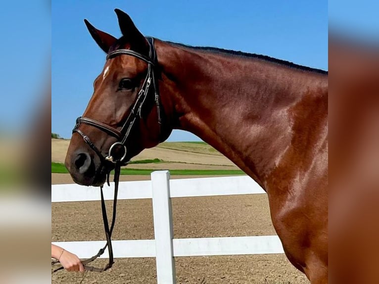 Caballo de deporte alemán Yegua 4 años 173 cm Castaño in Allershausen