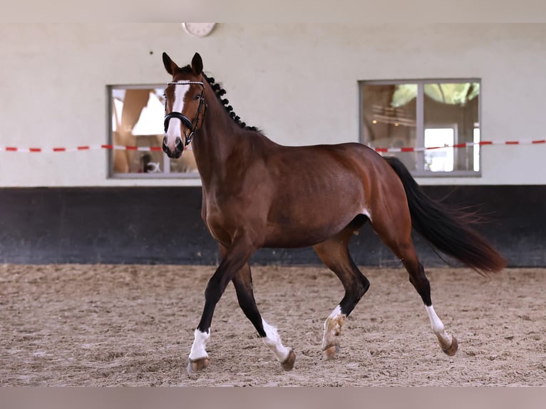 Caballo de deporte alemán Yegua 4 años 173 cm Castaño in Brieselang
