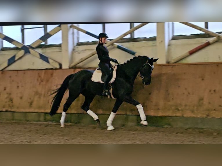 Caballo de deporte alemán Yegua 4 años 173 cm Negro in Klötze