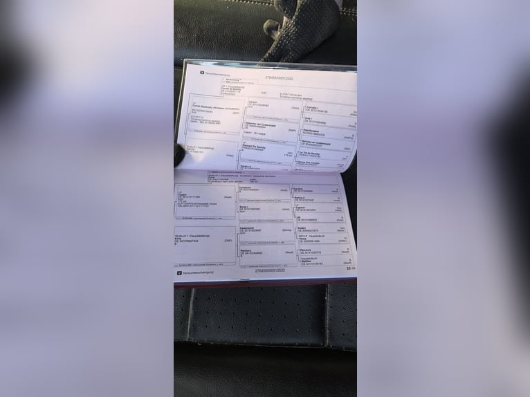 Caballo de deporte alemán Yegua 4 años 174 cm Musgo in Burgbernheim