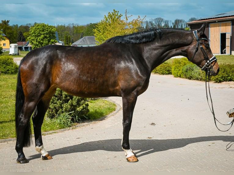 Caballo de deporte alemán Yegua 4 años 175 cm Castaño in Krumke