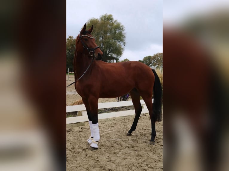 Caballo de deporte alemán Yegua 4 años 175 cm Castaño in Neuenkirchen