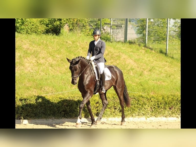 Caballo de deporte alemán Yegua 4 años 175 cm Morcillo in SaarlouisSaarlouis