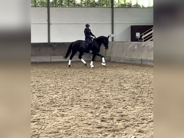 Caballo de deporte alemán Yegua 4 años 175 cm Morcillo in SaarlouisSaarlouis