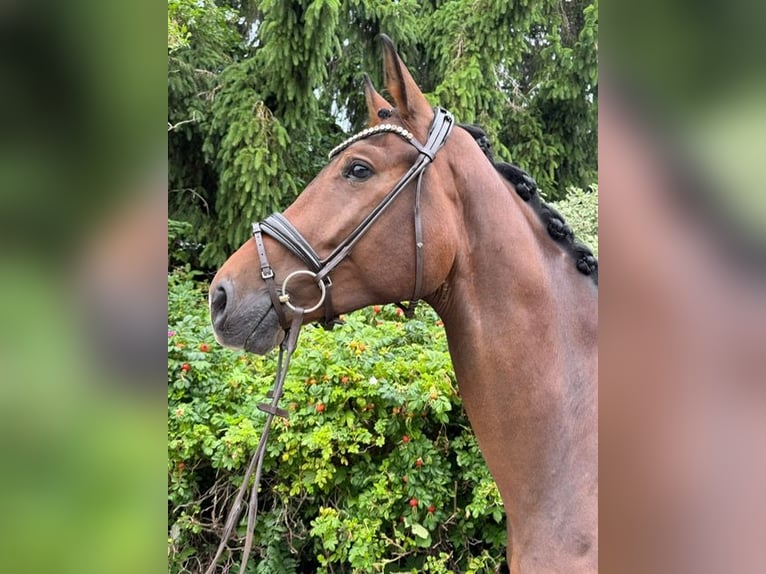 Caballo de deporte alemán Yegua 4 años 176 cm Castaño in Drackenstein