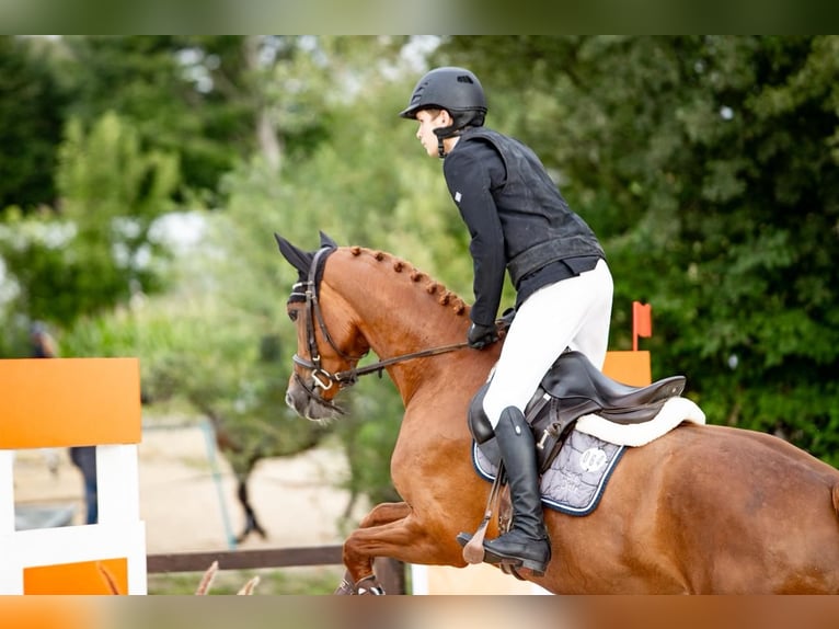 Caballo de deporte alemán Yegua 4 años Alazán in W&#xE4;chtersbach