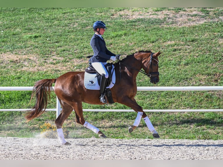 Caballo de deporte alemán Yegua 4 años Alazán-tostado in Gomadingen