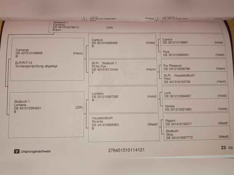 Caballo de deporte alemán Yegua 4 años Castaño in Kirchheimbolanden