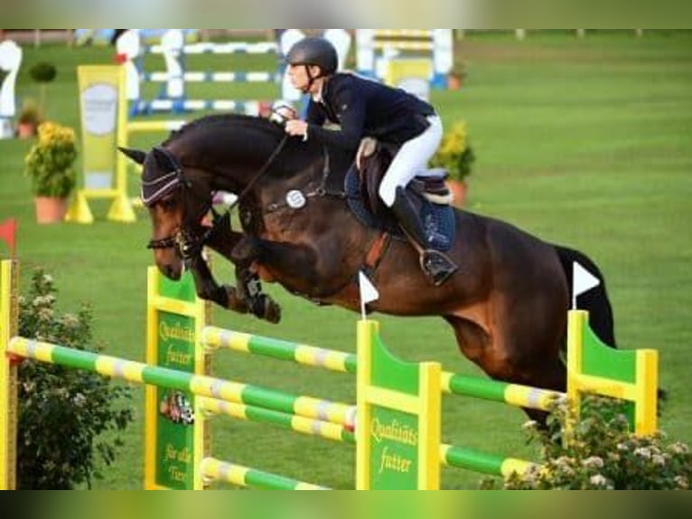 Caballo de deporte alemán Yegua 4 años Castaño in Kirchheimbolanden