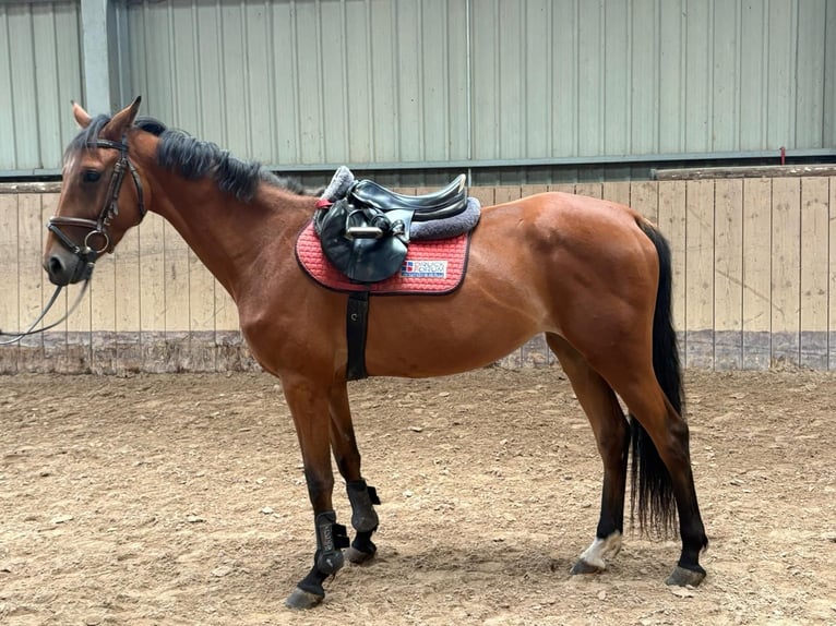 Caballo de deporte alemán Yegua 4 años Castaño in Kirchheimbolanden