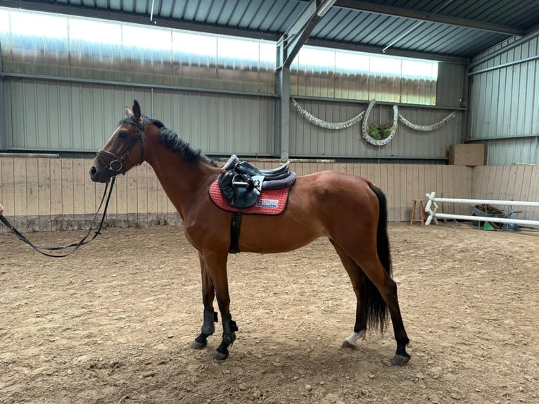 Caballo de deporte alemán Yegua 4 años Castaño in Kirchheimbolanden