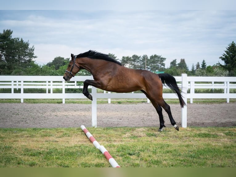 Caballo de deporte alemán Yegua 4 años Castaño in Schönwalde-Glien