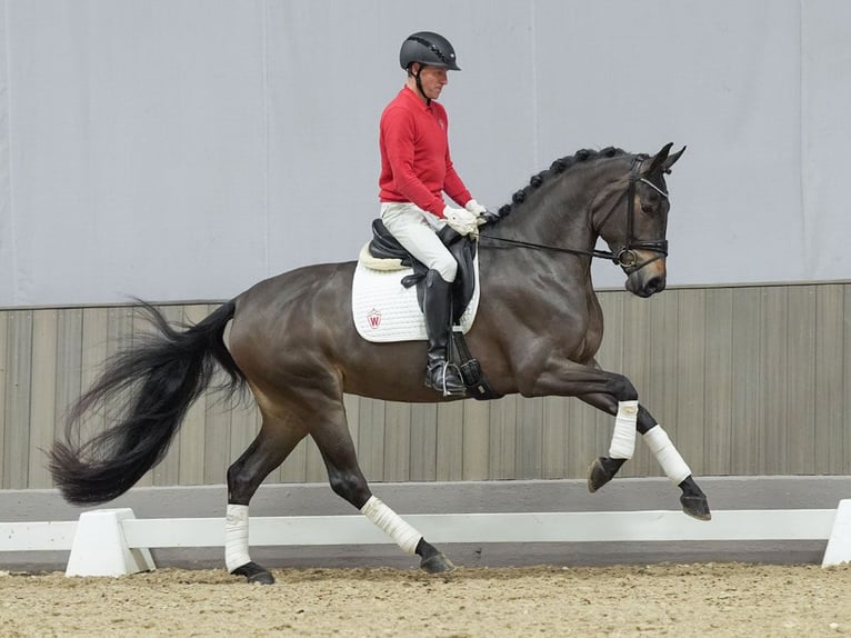 Caballo de deporte alemán Yegua 4 años Castaño oscuro in Münster-Handorf