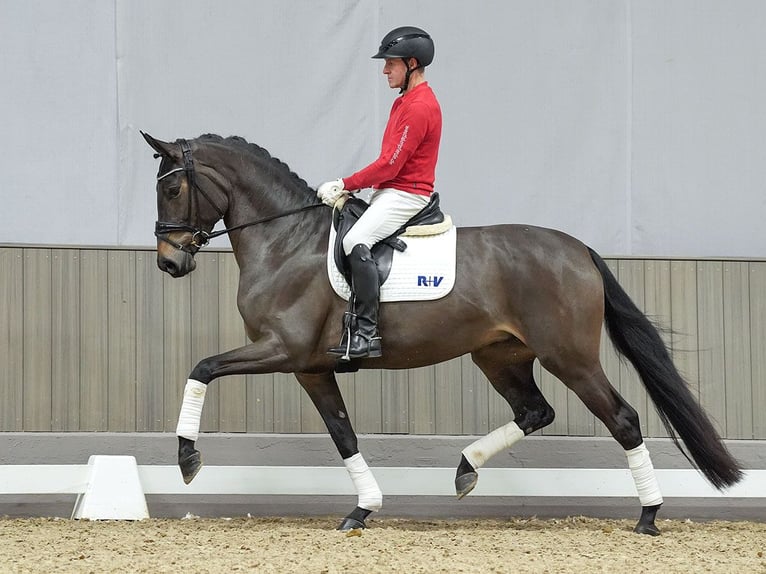 Caballo de deporte alemán Yegua 4 años Castaño oscuro in Münster-Handorf