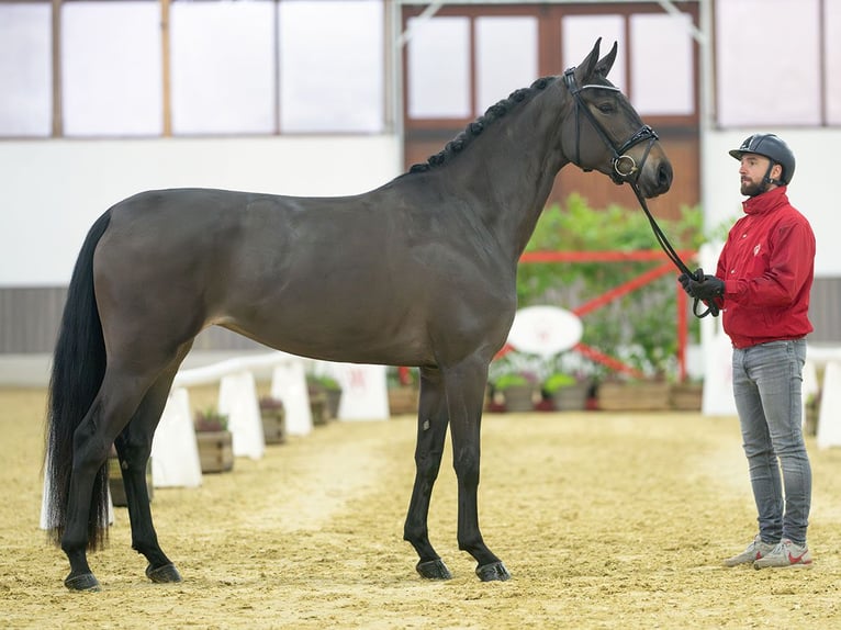 Caballo de deporte alemán Yegua 4 años Castaño oscuro in Münster-Handorf