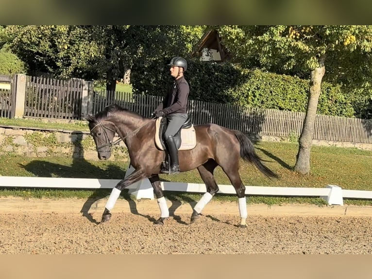 Caballo de deporte alemán Yegua 4 años Negro in Rottenburg an der Laaber