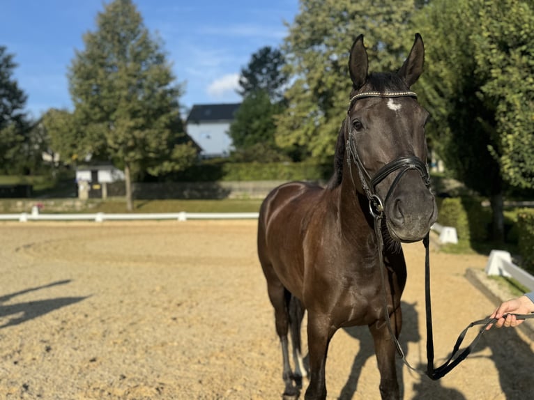 Caballo de deporte alemán Yegua 4 años Negro in Rottenburg an der Laaber