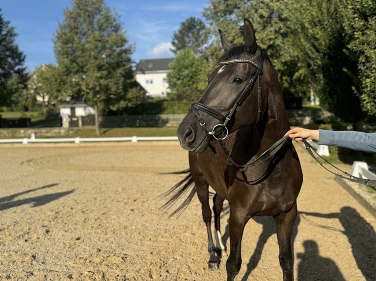 Caballo de deporte alemán Yegua 4 años Negro in Rottenburg an der Laaber