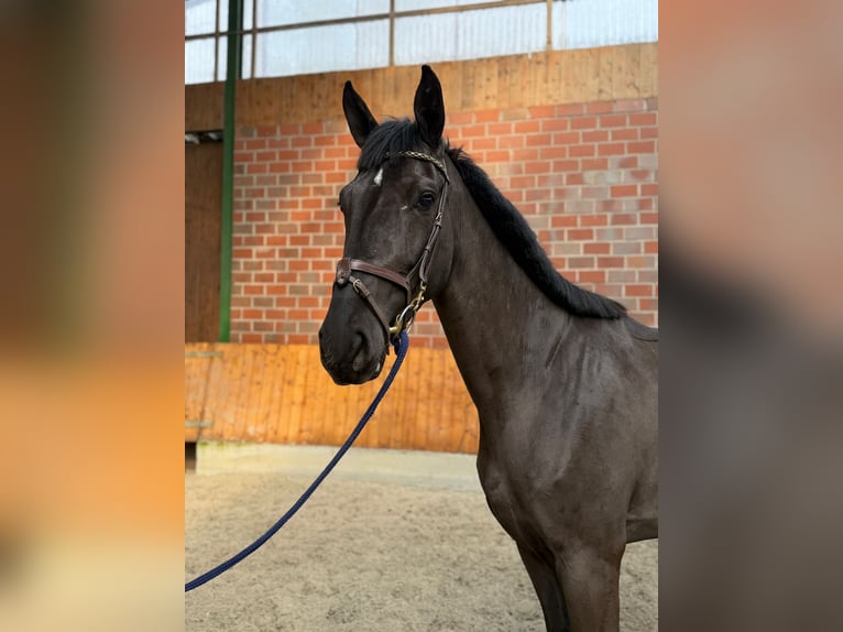 Caballo de deporte alemán Yegua 4 años Negro in Münster