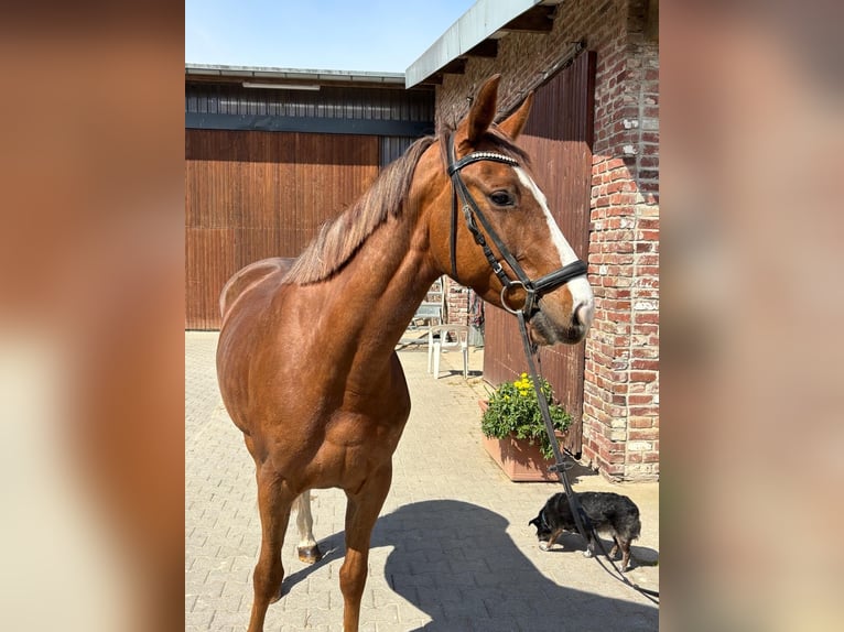 Caballo de deporte alemán Yegua 5 años 153 cm Alazán in Grevenbroich