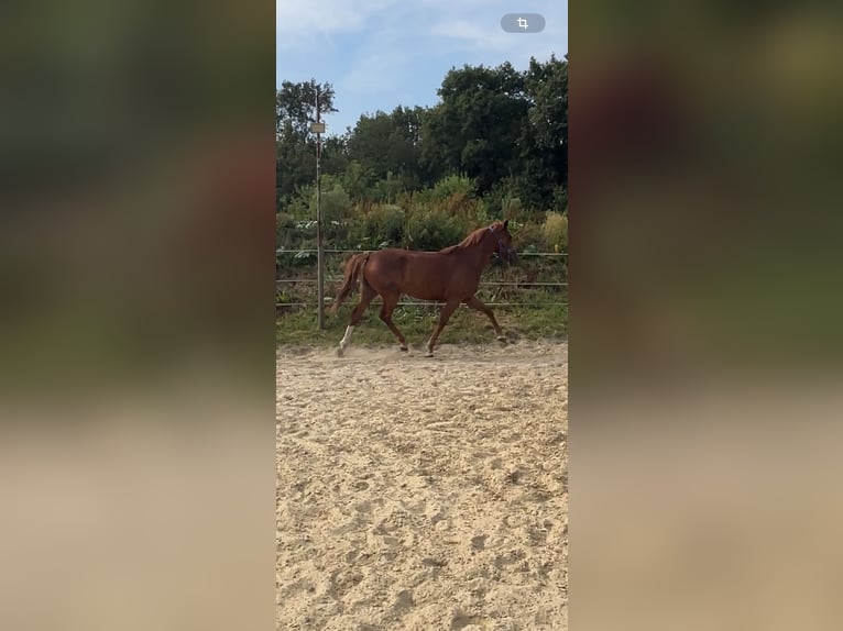 Caballo de deporte alemán Yegua 5 años 157 cm Alazán in Hünxe