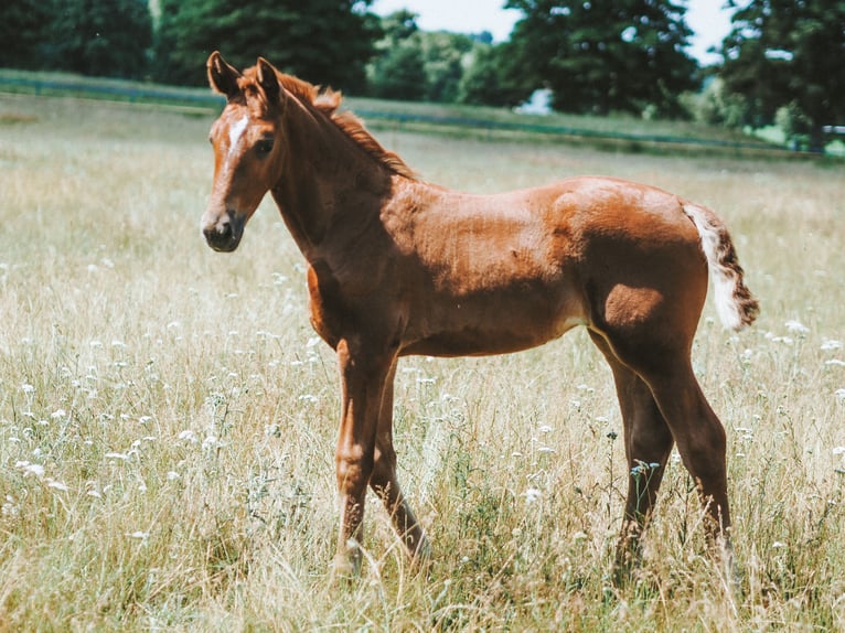 Caballo de deporte alemán Yegua 5 años 157 cm Alazán in Dahmetal