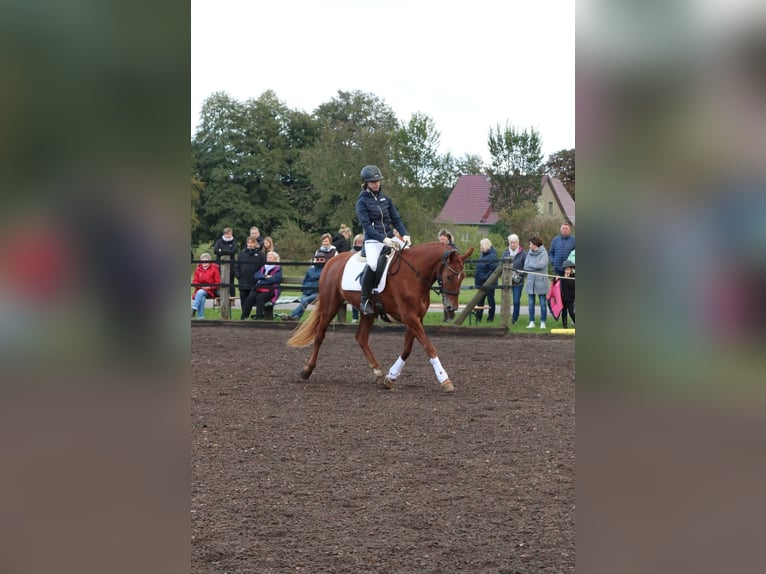 Caballo de deporte alemán Yegua 5 años 157 cm Alazán in Dahmetal