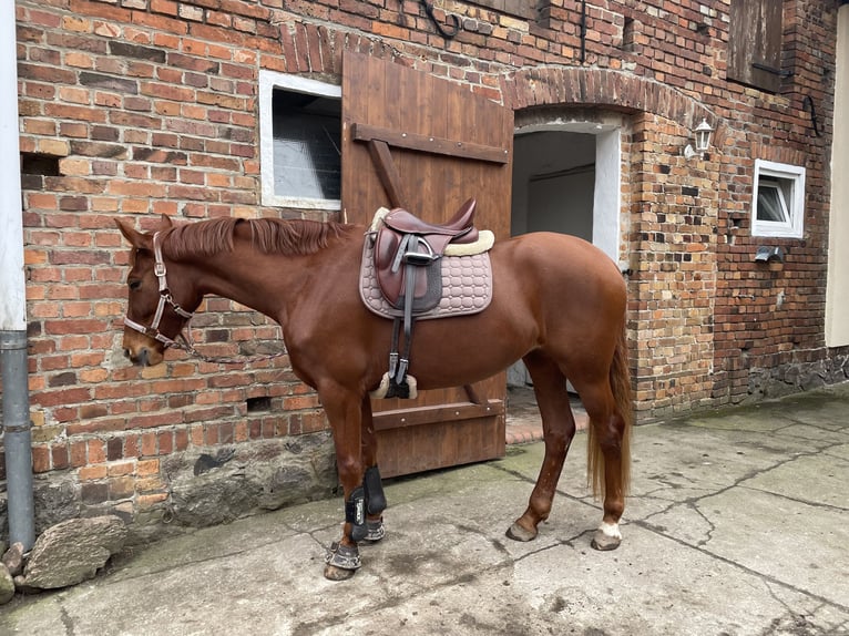 Caballo de deporte alemán Yegua 5 años 157 cm Alazán in Dahmetal