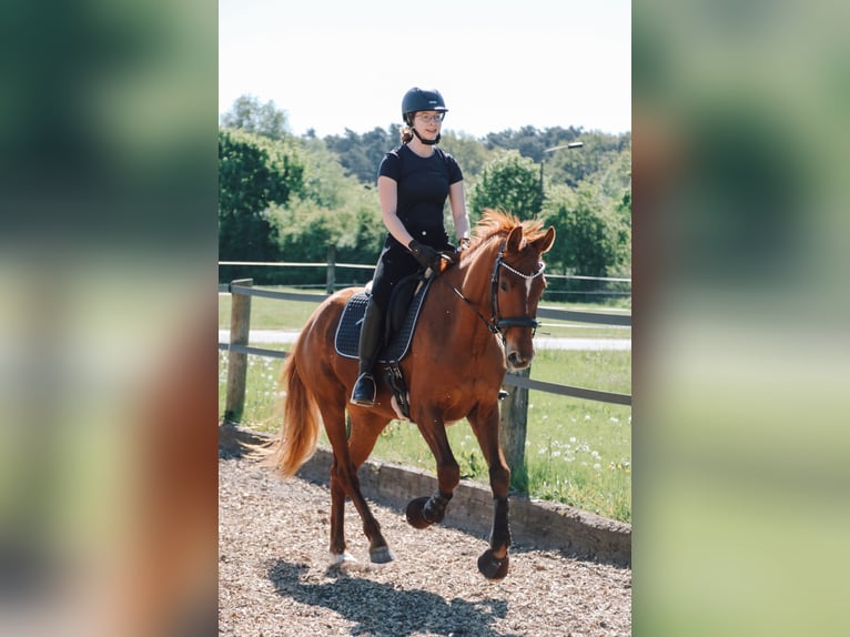 Caballo de deporte alemán Yegua 5 años 157 cm Alazán in Dahmetal