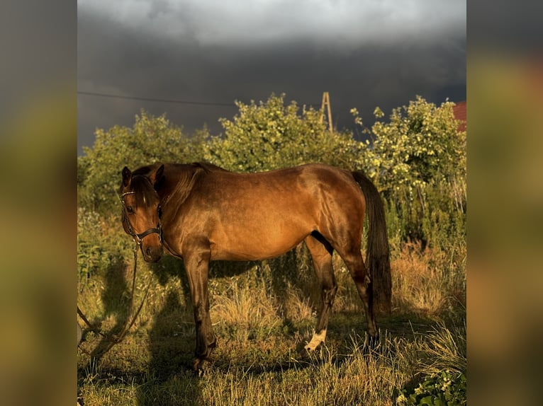 Caballo de deporte alemán Mestizo Yegua 5 años 157 cm Castaño rojizo in Strachocin