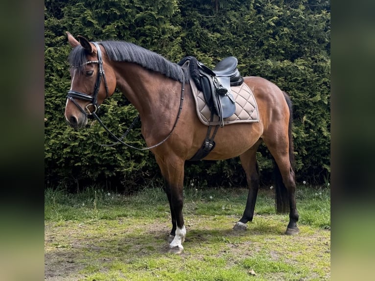 Caballo de deporte alemán Yegua 5 años 158 cm Castaño in Todesfelde