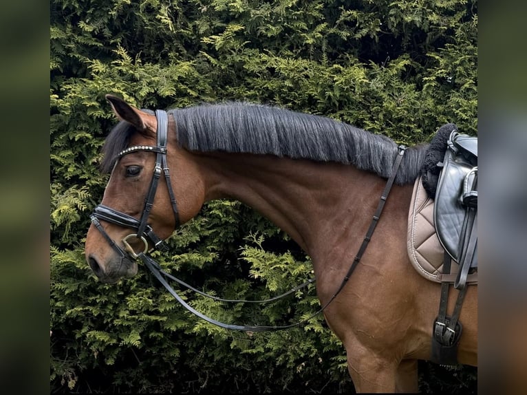 Caballo de deporte alemán Yegua 5 años 158 cm Castaño in Todesfelde