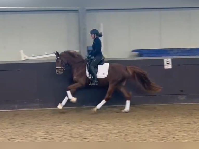 Caballo de deporte alemán Yegua 5 años 160 cm Alazán-tostado in Uedem