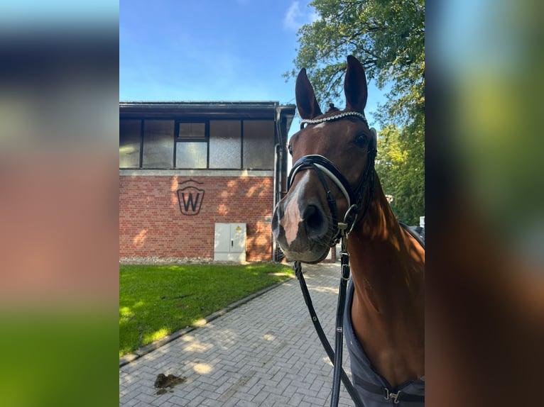 Caballo de deporte alemán Yegua 5 años 160 cm Alazán-tostado in Uedem