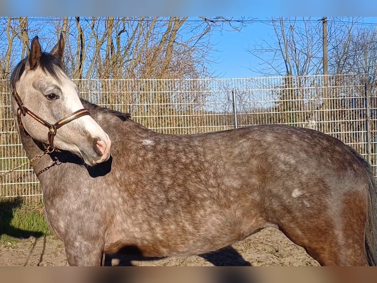 Caballo de deporte alemán Yegua 5 años 160 cm Tordo in Ringelsdorf