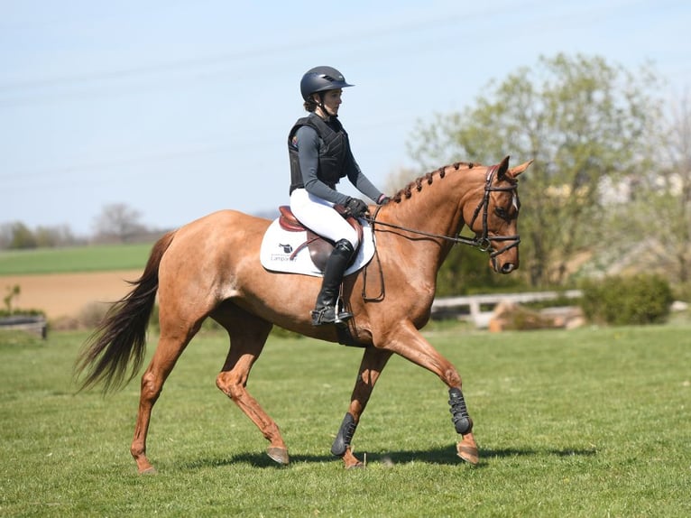Caballo de deporte alemán Yegua 5 años 161 cm Alazán in Gomadingen