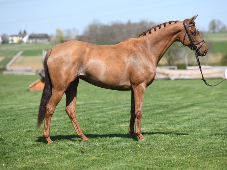 Caballo de deporte alemán Yegua 5 años 161 cm Alazán in Gomadingen