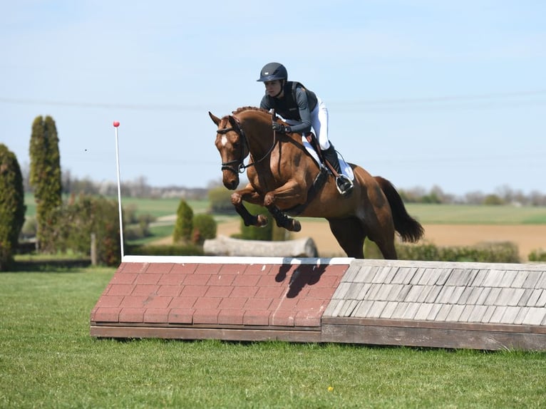 Caballo de deporte alemán Yegua 5 años 161 cm Alazán in Gomadingen