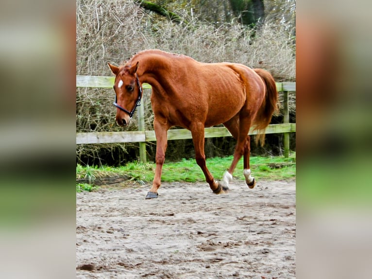 Caballo de deporte alemán Yegua 5 años 162 cm Alazán in Bartow