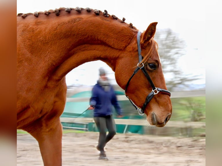 Caballo de deporte alemán Yegua 5 años 162 cm Alazán in Bartow