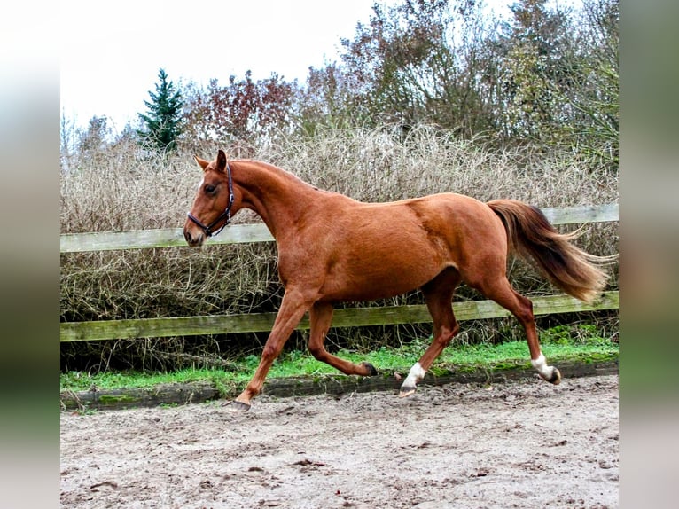 Caballo de deporte alemán Yegua 5 años 162 cm Alazán in Bartow