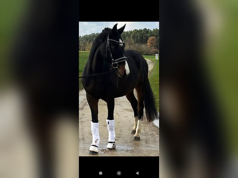 Caballo de deporte alemán Yegua 5 años 162 cm Castaño in Wilhermsdorf