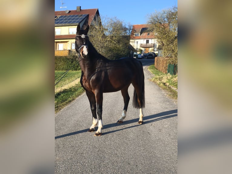 Caballo de deporte alemán Yegua 5 años 162 cm Castaño in Wilhermsdorf