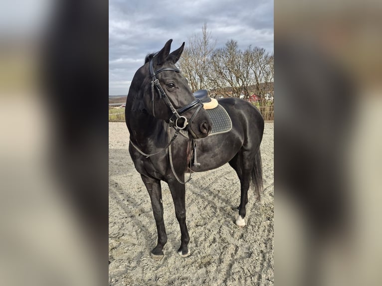 Caballo de deporte alemán Yegua 5 años 162 cm Negro in Dischingen