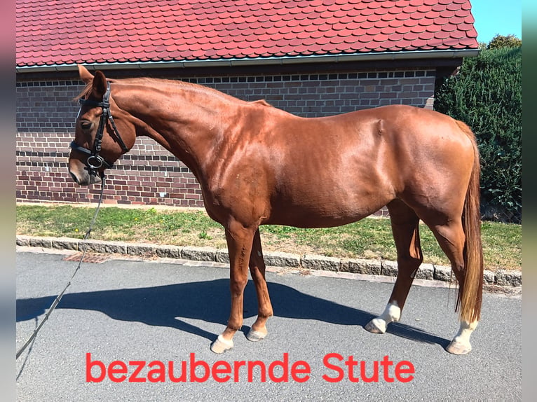 Caballo de deporte alemán Yegua 5 años 163 cm Alazán in Kitzscher