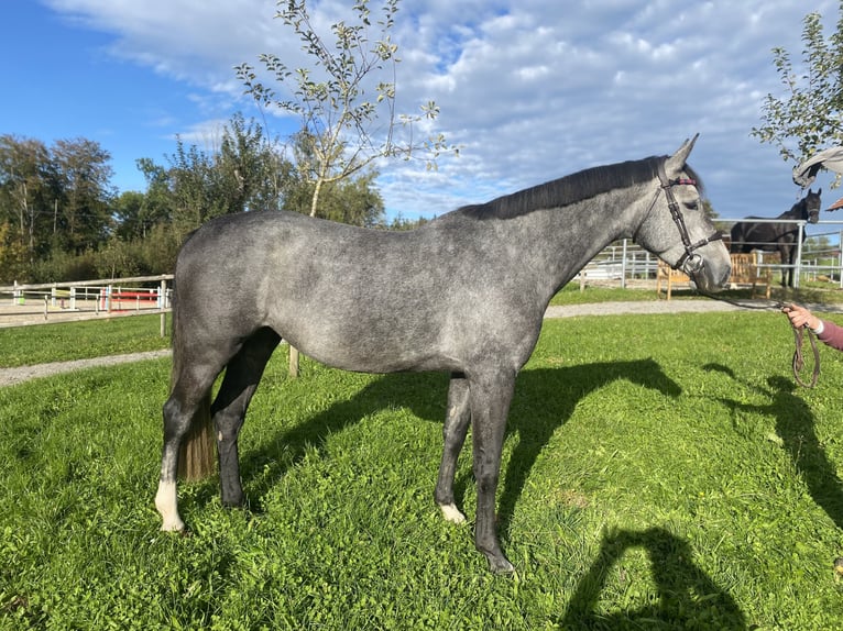 Caballo de deporte alemán Yegua 5 años 163 cm in Wangen im Allgäu